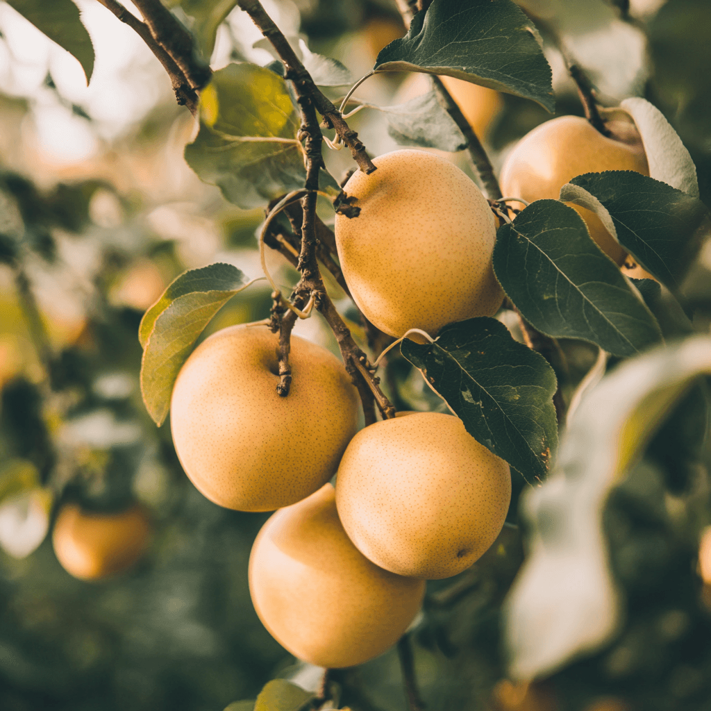 Asian Pears, 3 on 1 Multiple Grafted Fruit Tree Grow Organic