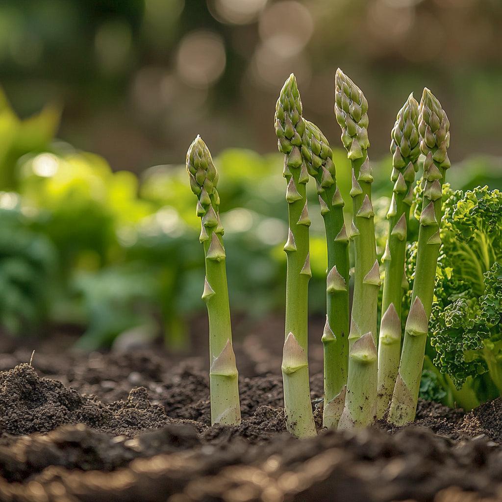 Asparagus Mary Washington Grow Organic