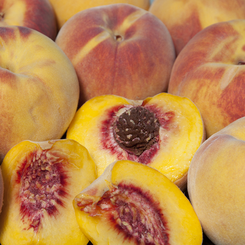 Zaiger Pride Peach, 3 on 1 Multi Grafted Fruit Tree Grow Organic