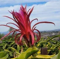 Dragon Fruit Bundle of 4 Cuttings Wallace Ranch Dragon Fruit