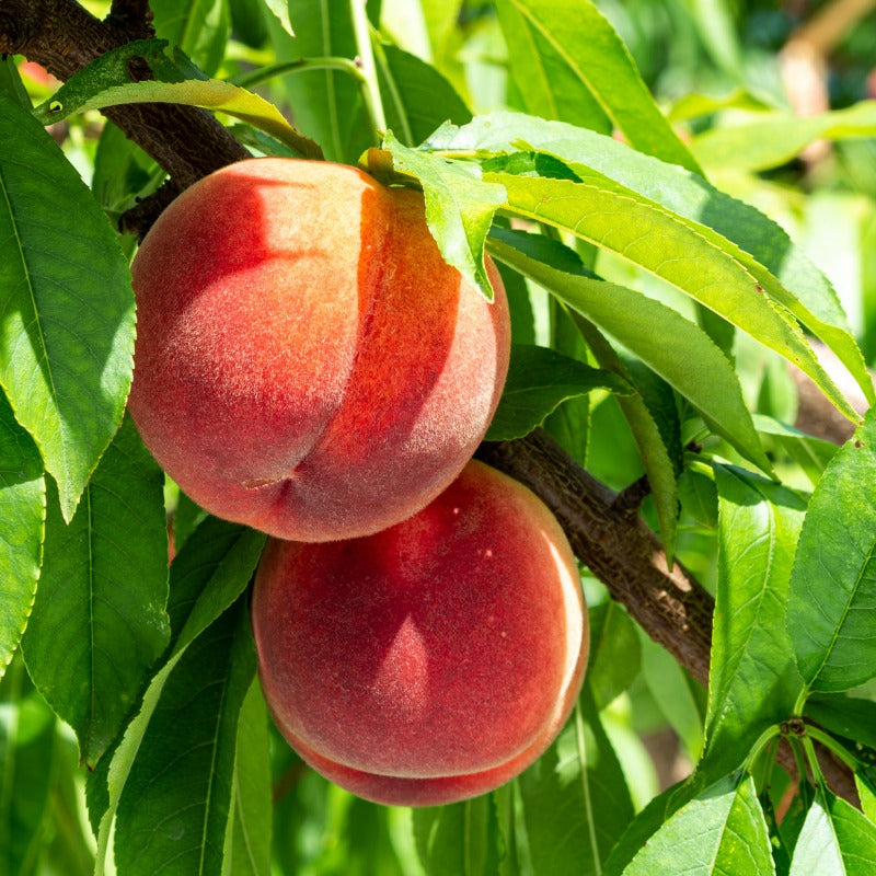 White Peach/Nectarine, 3 on 1 Multi Grafted Fruit Tree Grow Organic