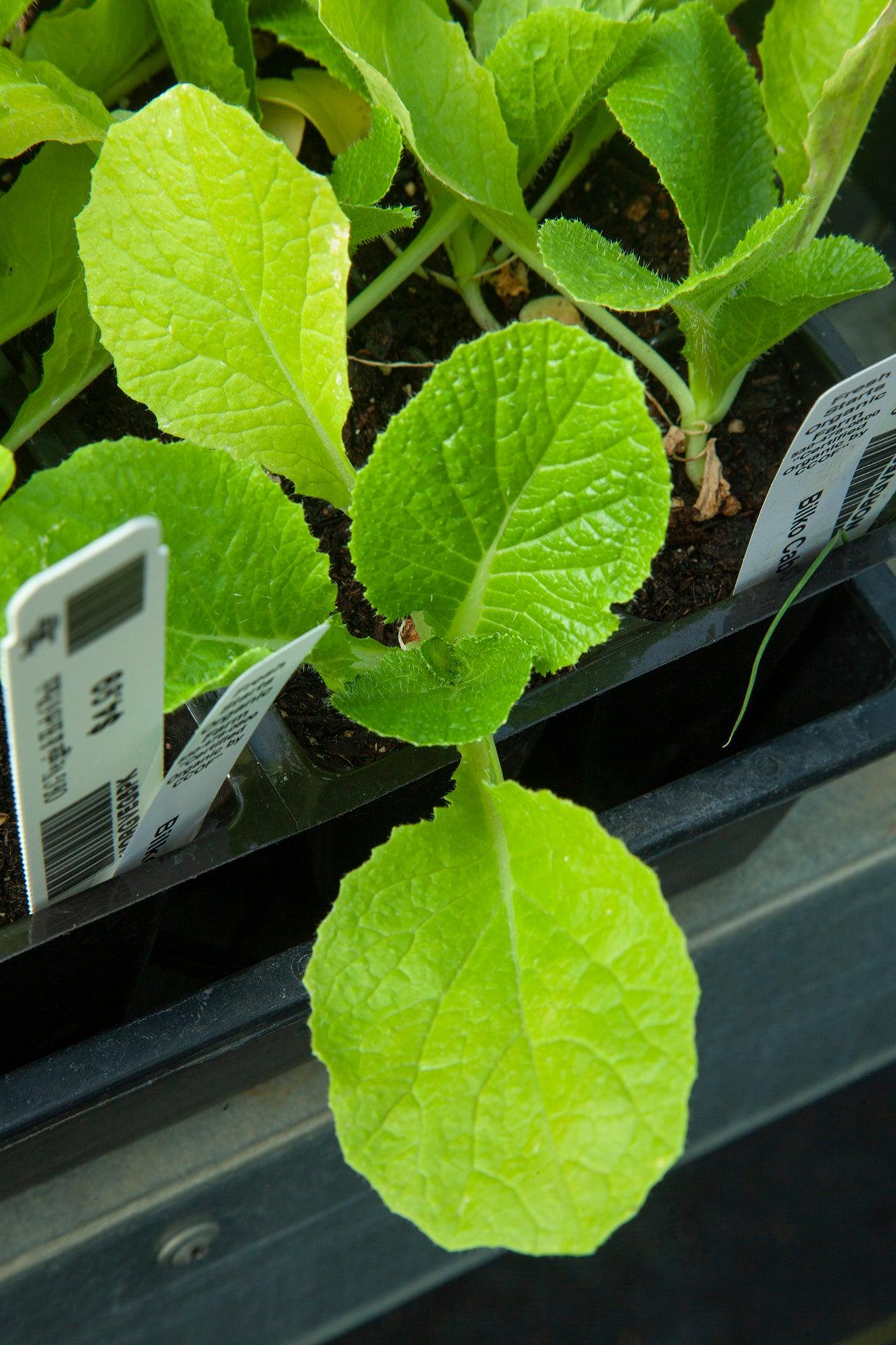 Organic Round Green Cabbage Grow Organic