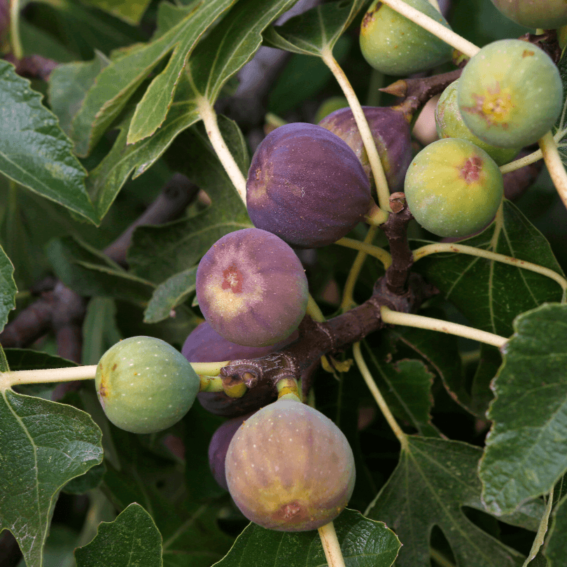 Black Mission Fig Tree Grow Organic
