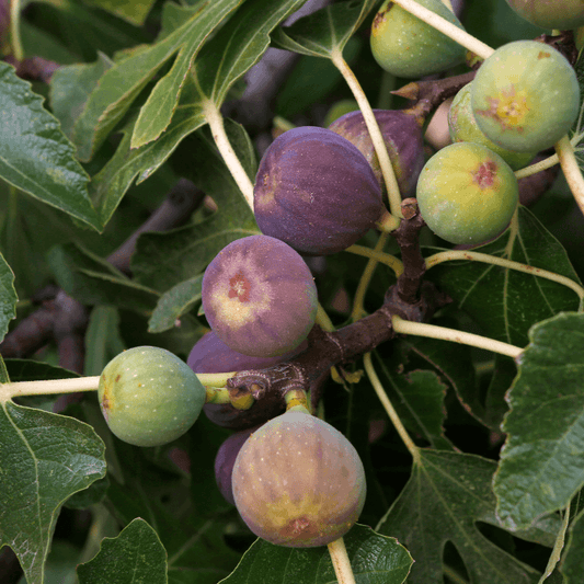 Black Mission Fig Tree Grow Organic
