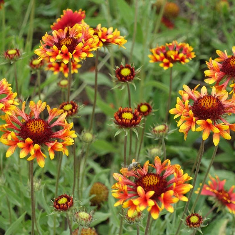 Blanketflower (1 gallon)