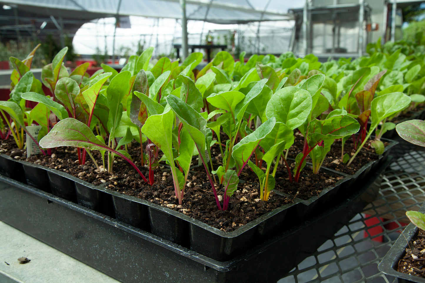 Organic Rainbow Chard