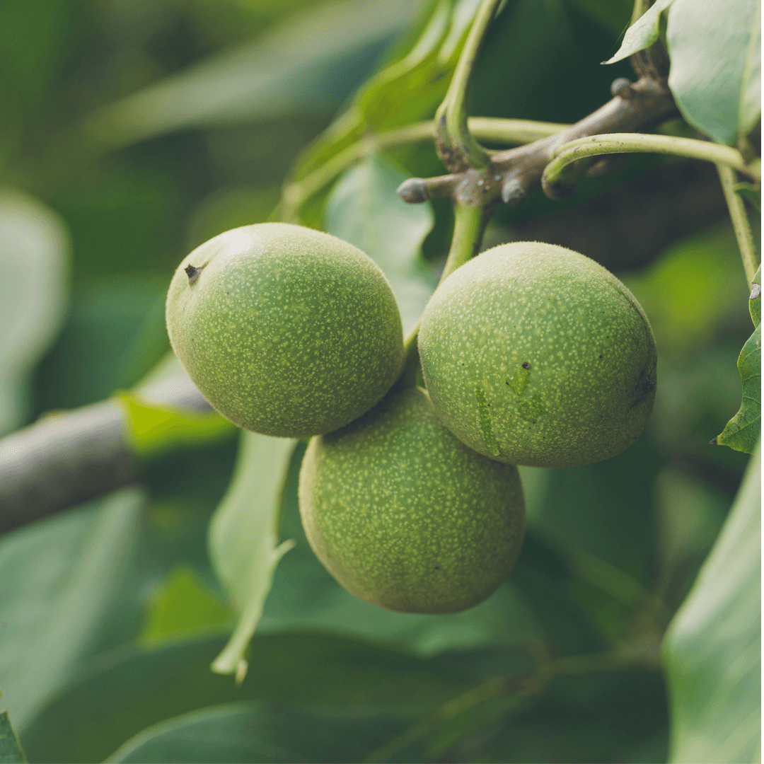 Chandler Walnut Tree Grow Organic