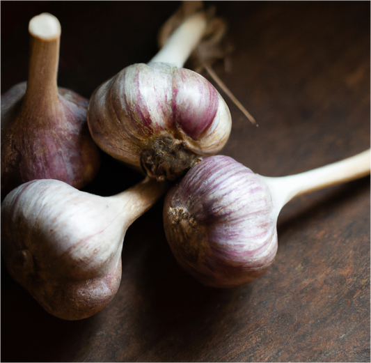 Organic Garlic, Red Chesnok (lb)