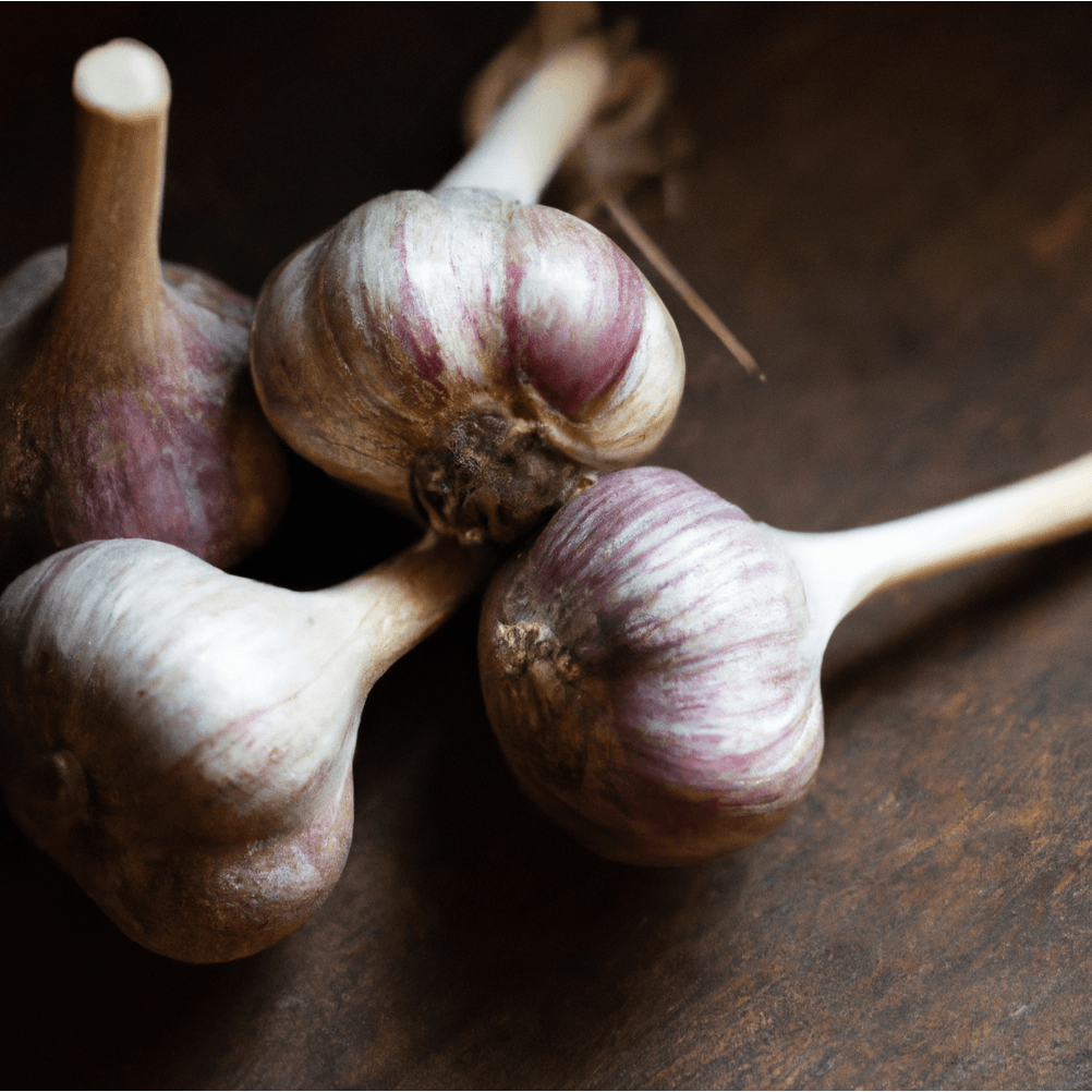 Organic Red Chesnok Garlic (lb) Grow Organic