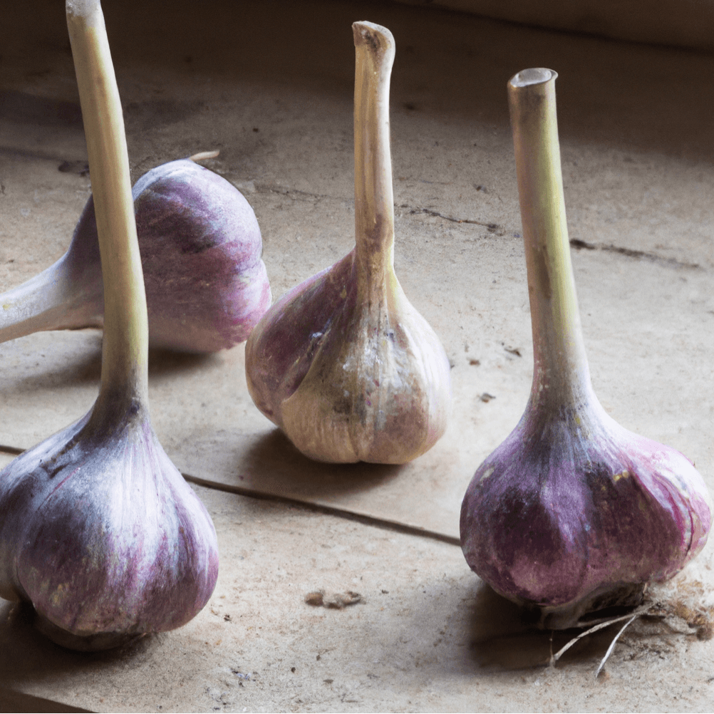Organic Red Chesnok Garlic (lb) Grow Organic