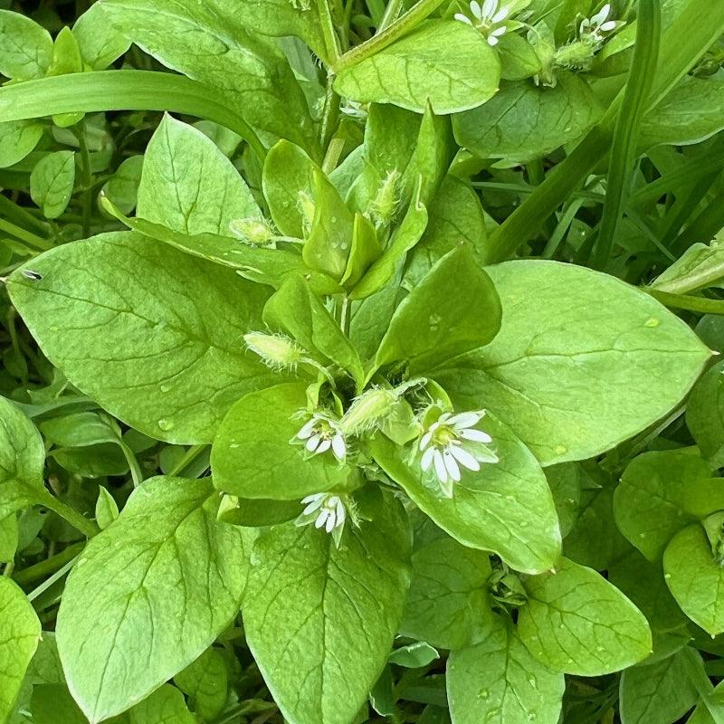 Chickweed (Organic) Strictly Medicinal