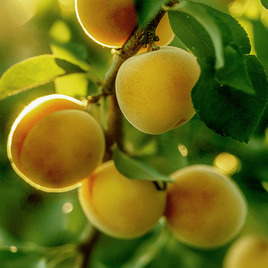 Chinese Apricot Tree Grow Organic