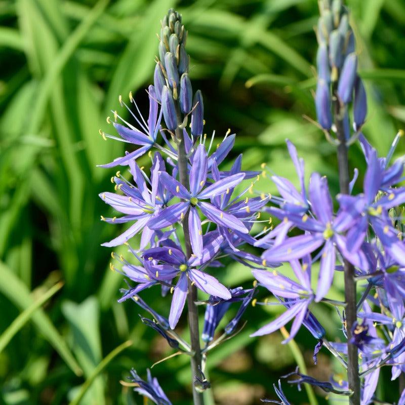Common Camas (1 gallon)