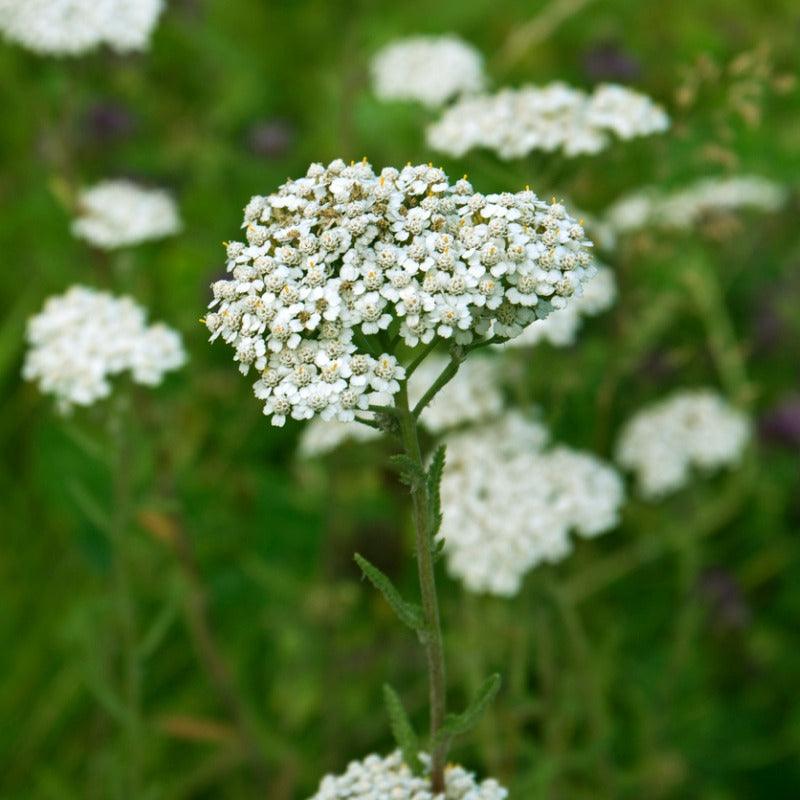 Organic Yarrow (1 gallon)