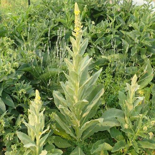 Mullein (Organic) Strictly Medicinal