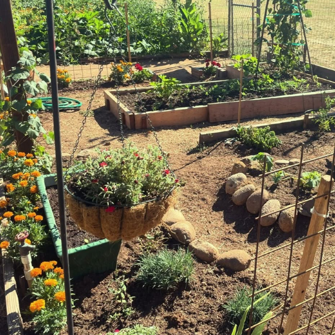 Garden with raised beds, plants, and flowers in a backyard setting.