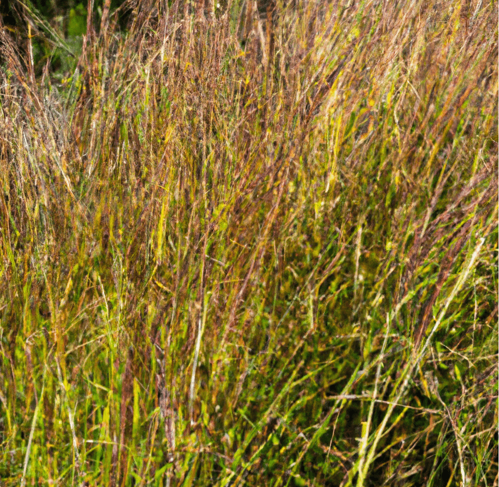 Peaceful Valley Companions Grass Cover Crop Mix (lb)