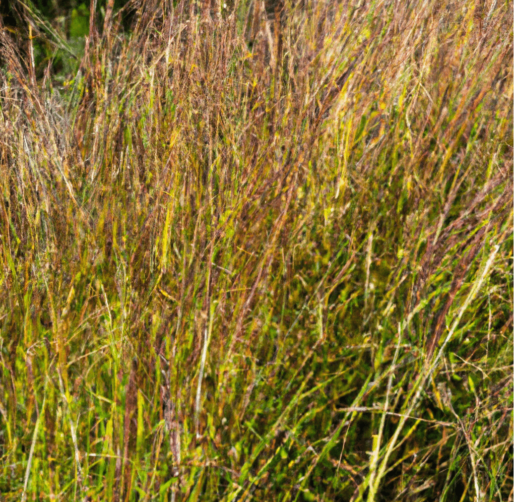 Peaceful Valley Companions Grass Cover Crop Mix (lb) PV Drop Ship