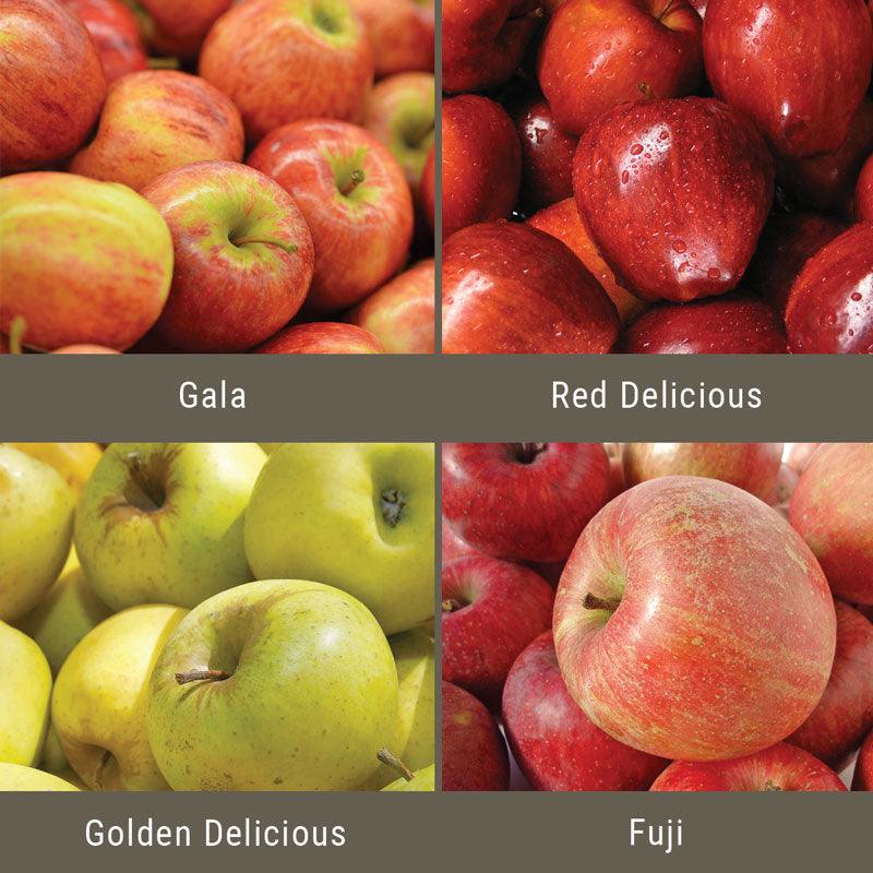 "Constant Harvest" Apple, 4 on 1 Multiple Grafted Fruit Tree Grow Organic