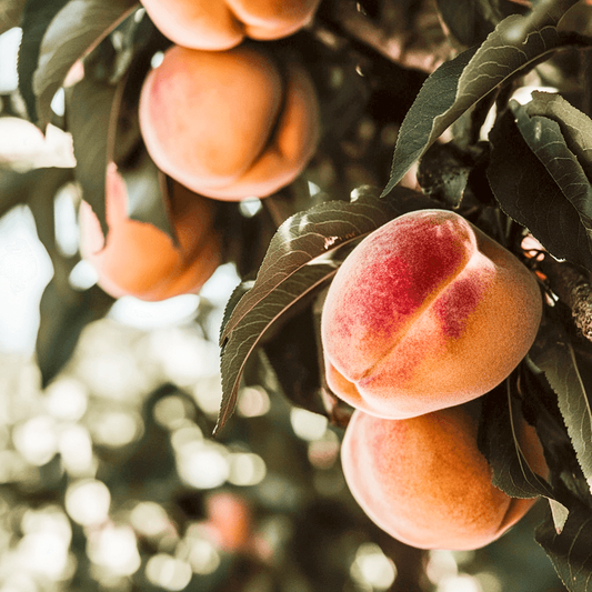 Contender Peach Tree - Grow Organic