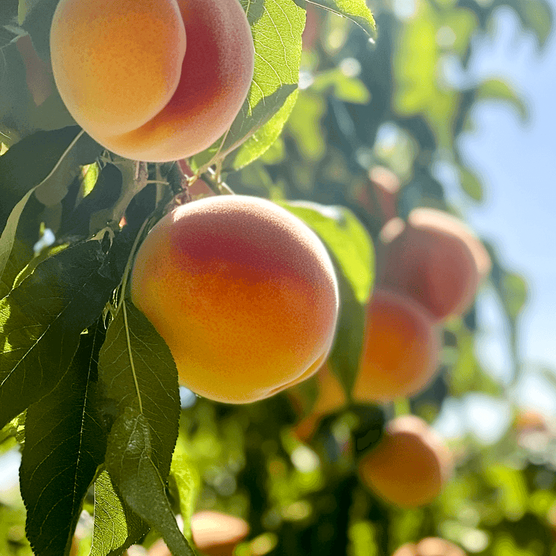 Contender Peach Tree Grow Organic