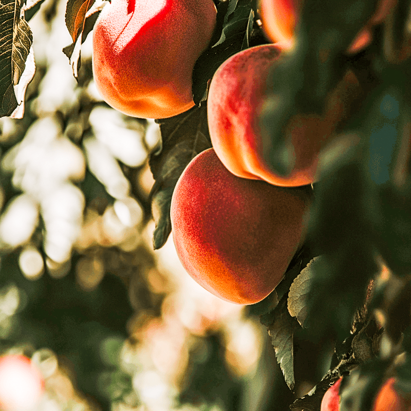 Contender Peach Tree Grow Organic