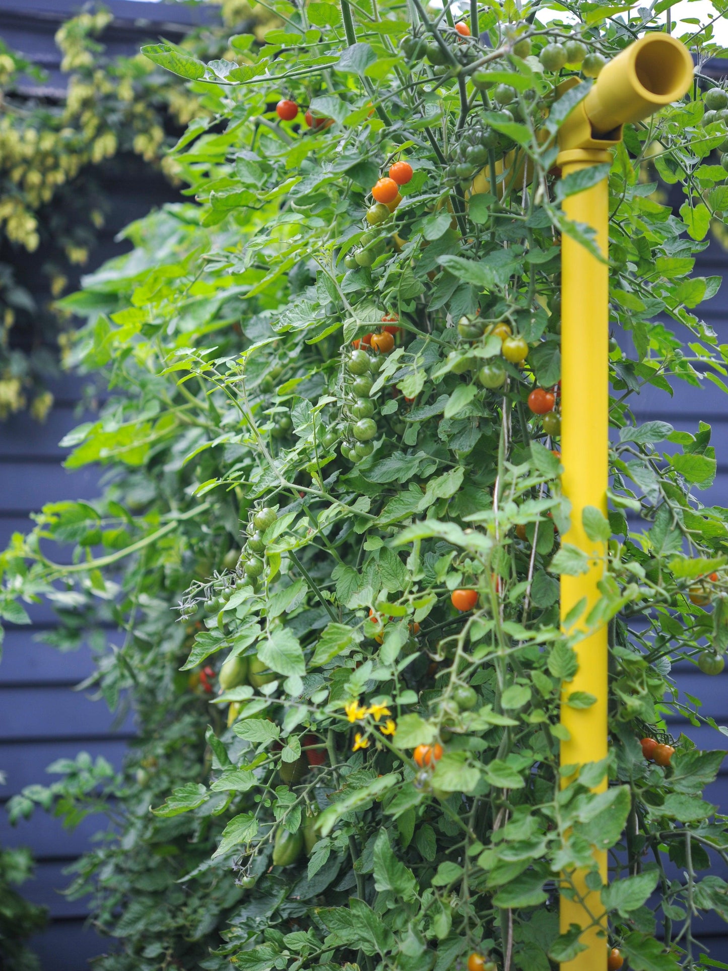 Freyr Trellis Seattle Urban Farm