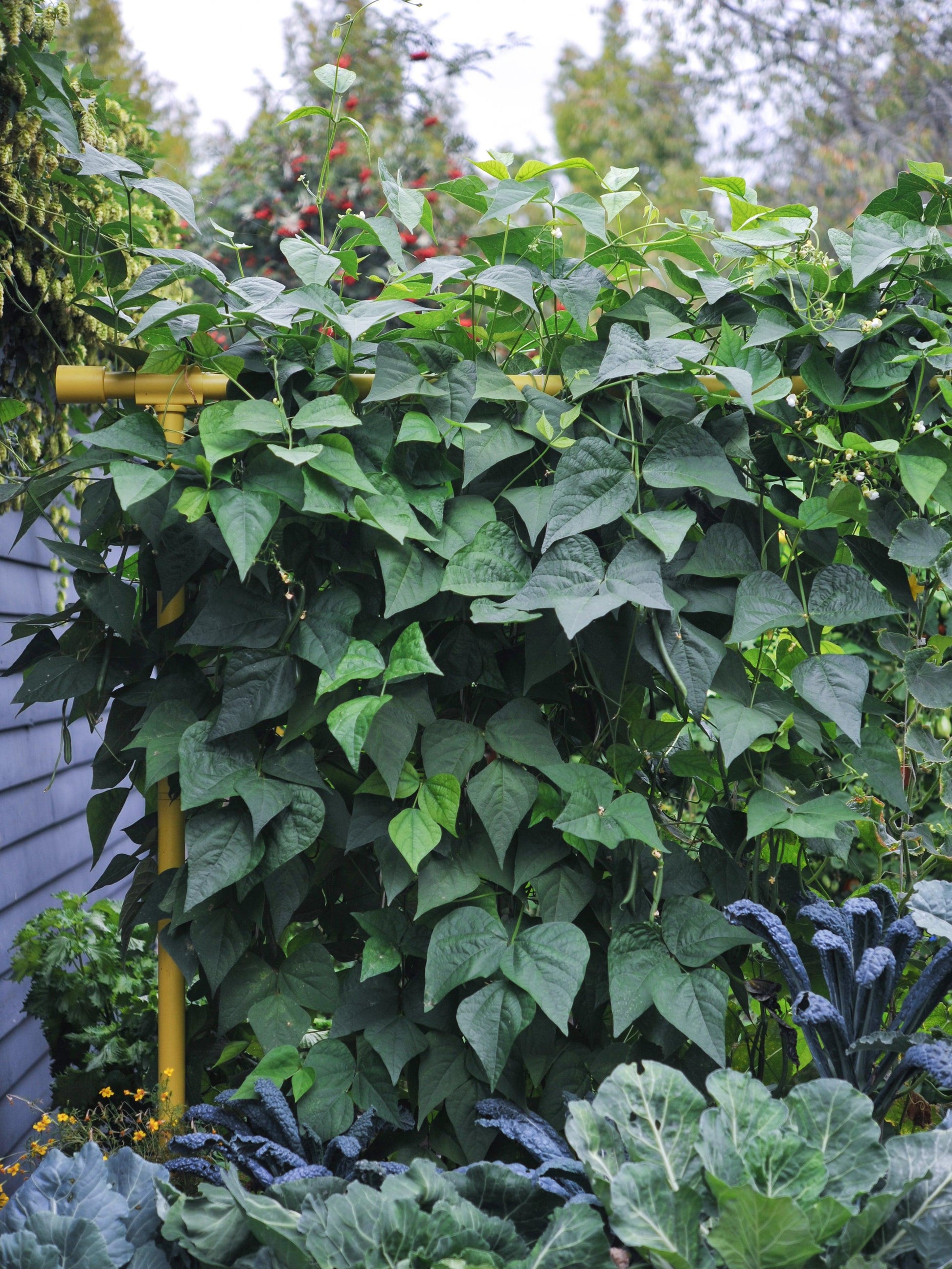Freyr Trellis Seattle Urban Farm