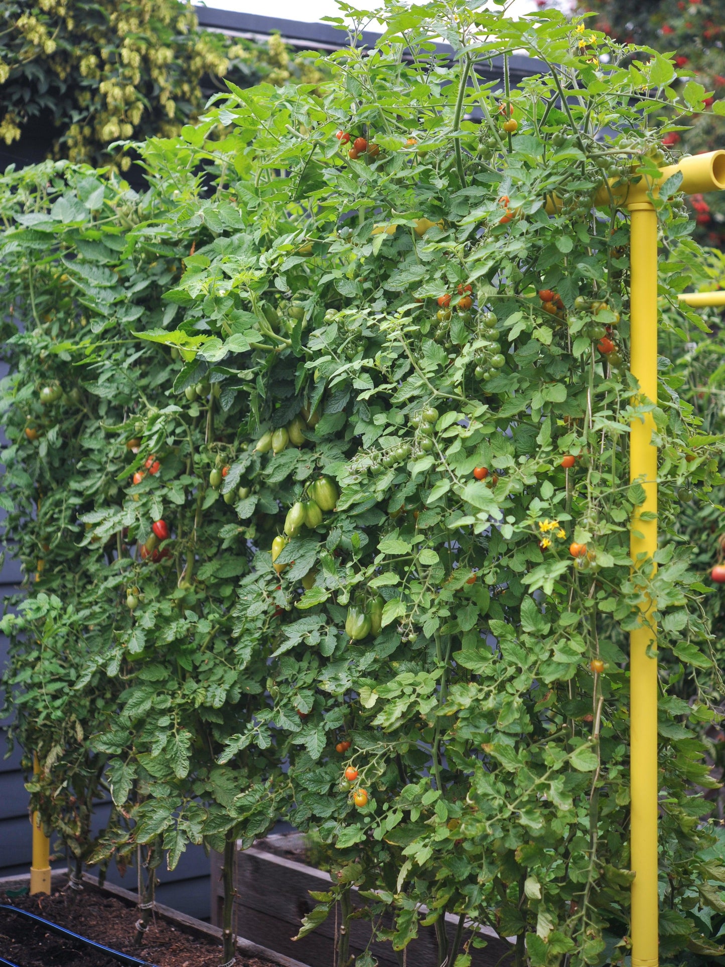 Freyr Trellis Seattle Urban Farm