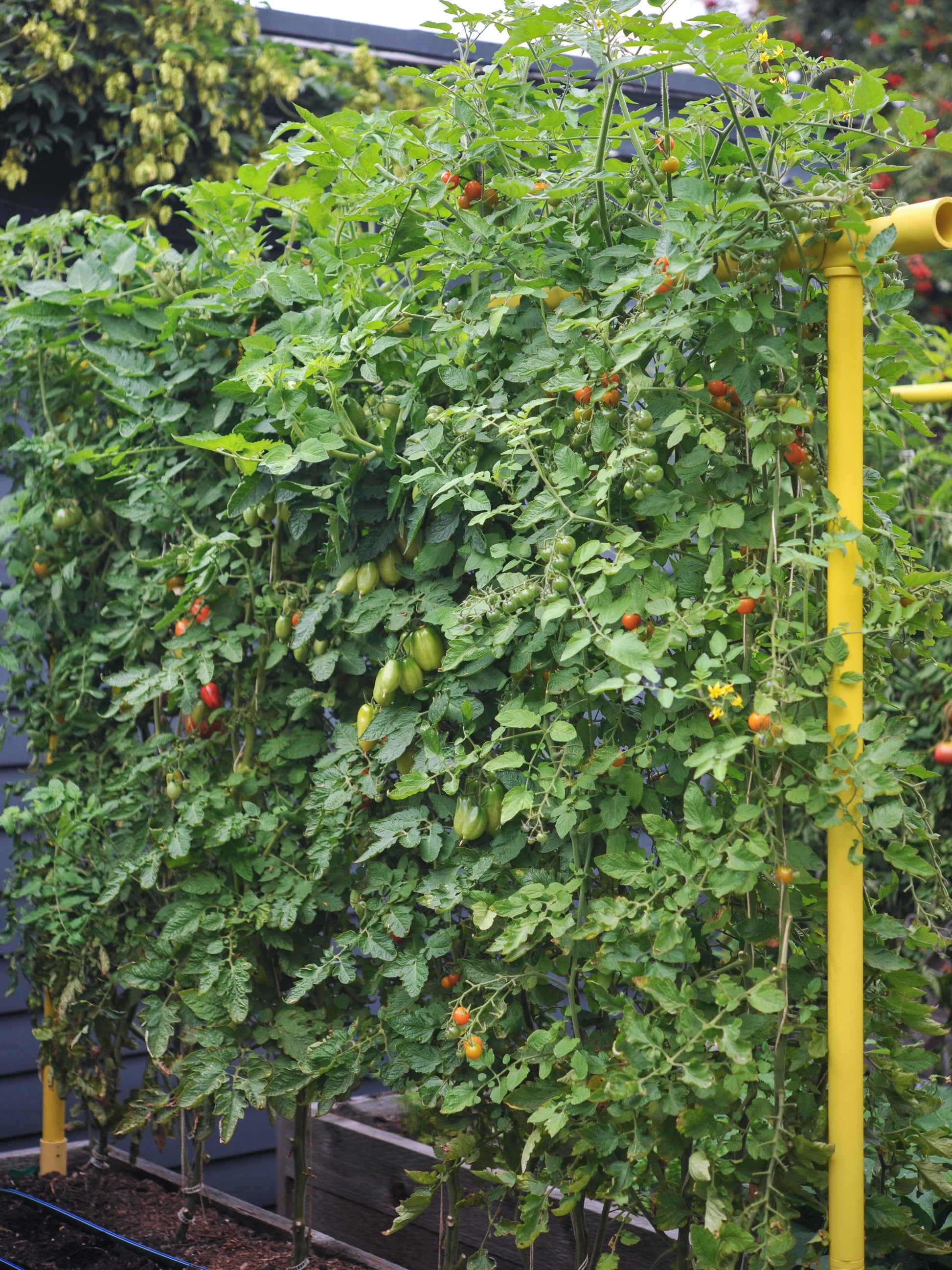 Freyr Trellis Seattle Urban Farm