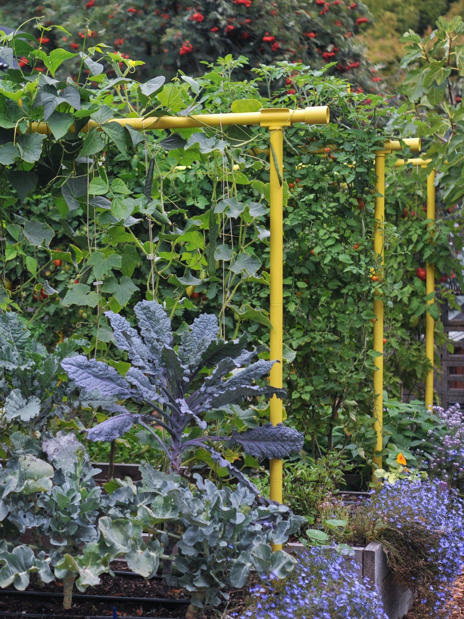 Freyr Trellis Seattle Urban Farm