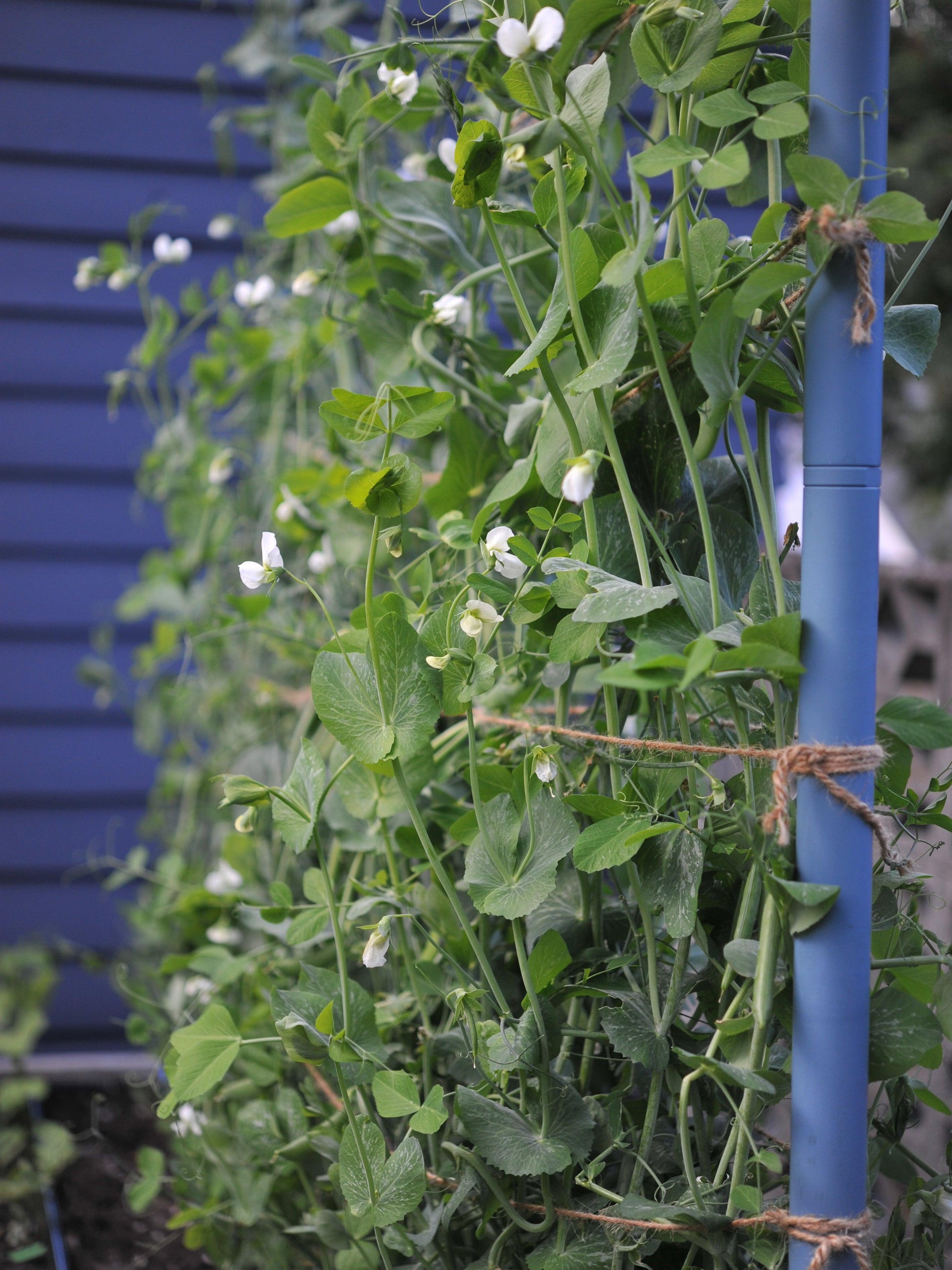 Freyr Trellis Seattle Urban Farm