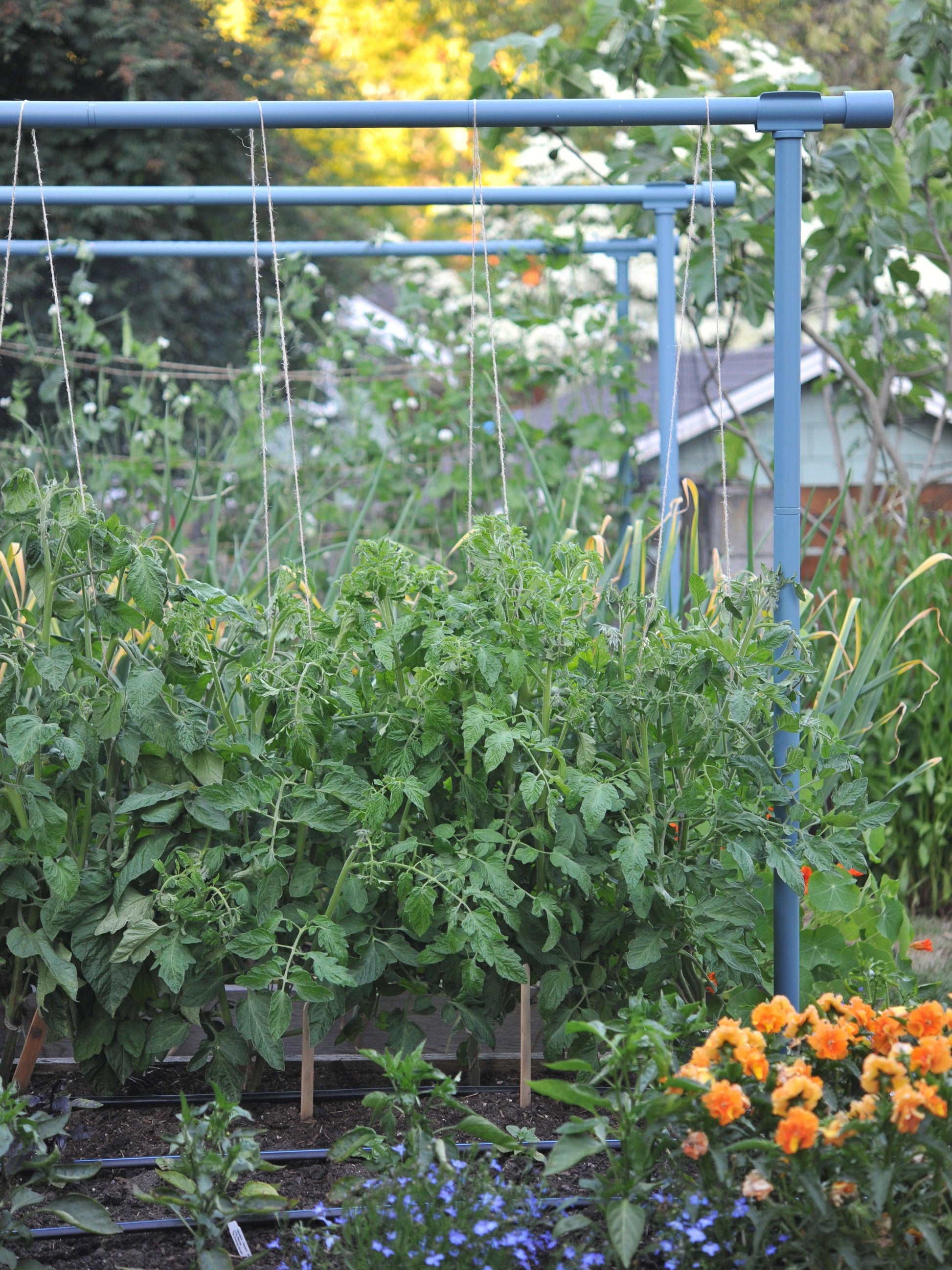 Freyr Trellis Dusty blue Seattle Urban Farm