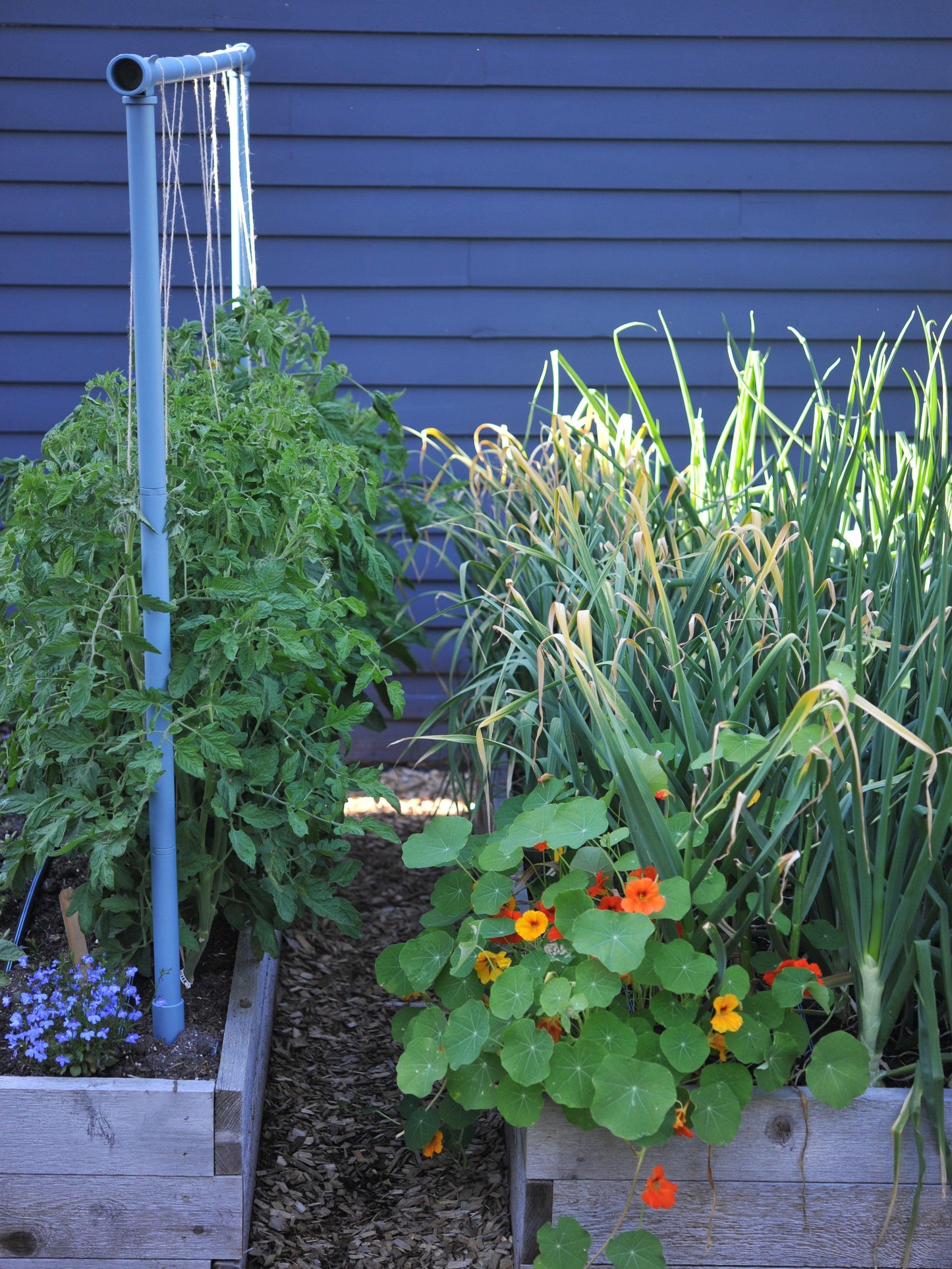 Freyr Trellis Seattle Urban Farm