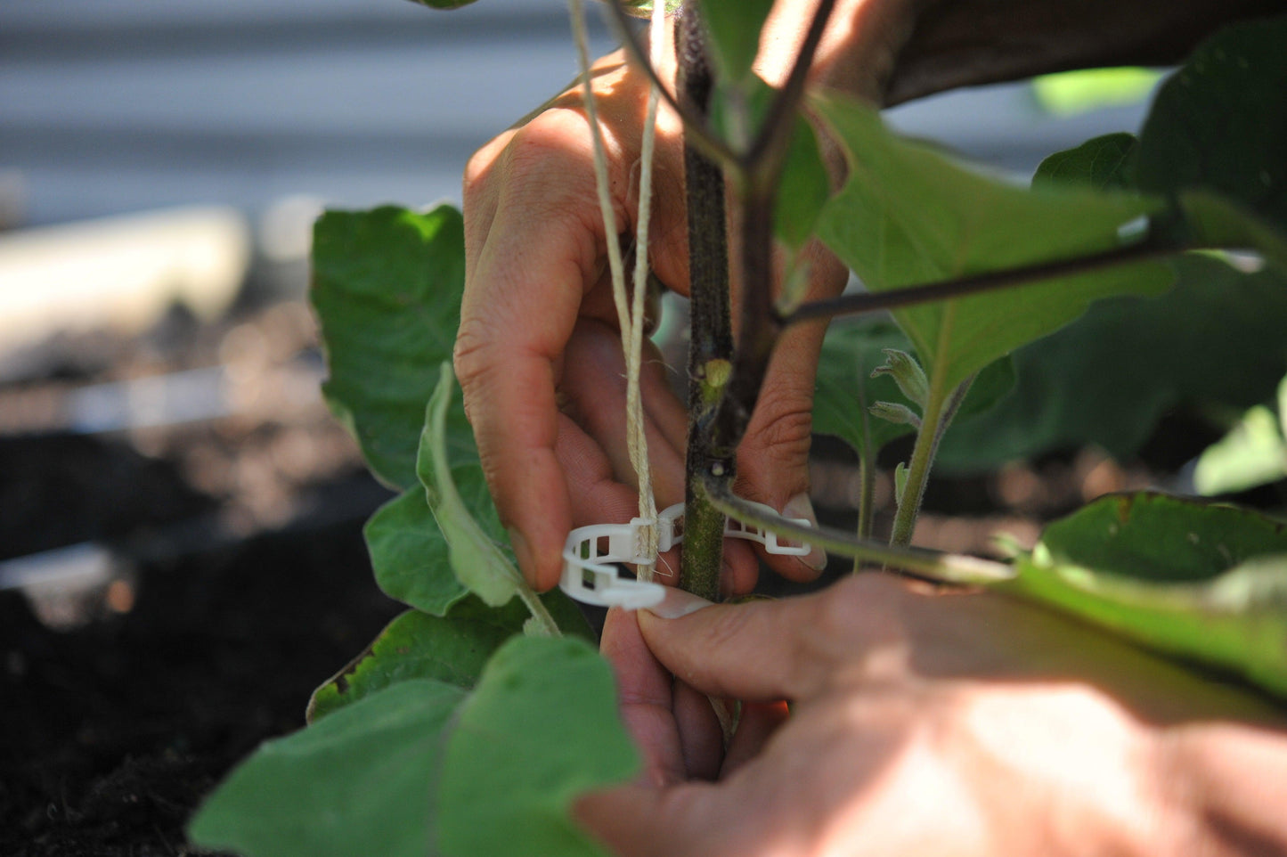 Compostable Trellis Clips - 100 Clip Bag Seattle Urban Farm