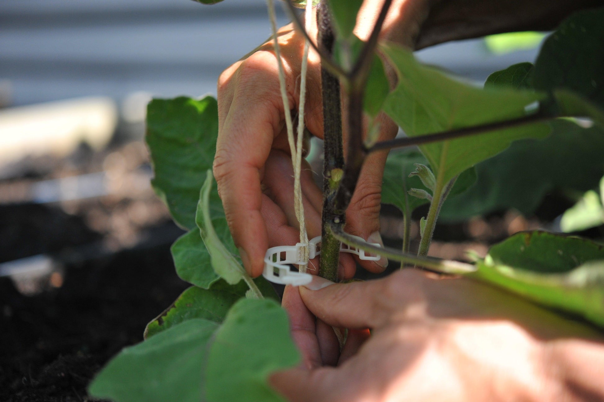 Compostable Trellis Clips - 100 Clip Bag Seattle Urban Farm