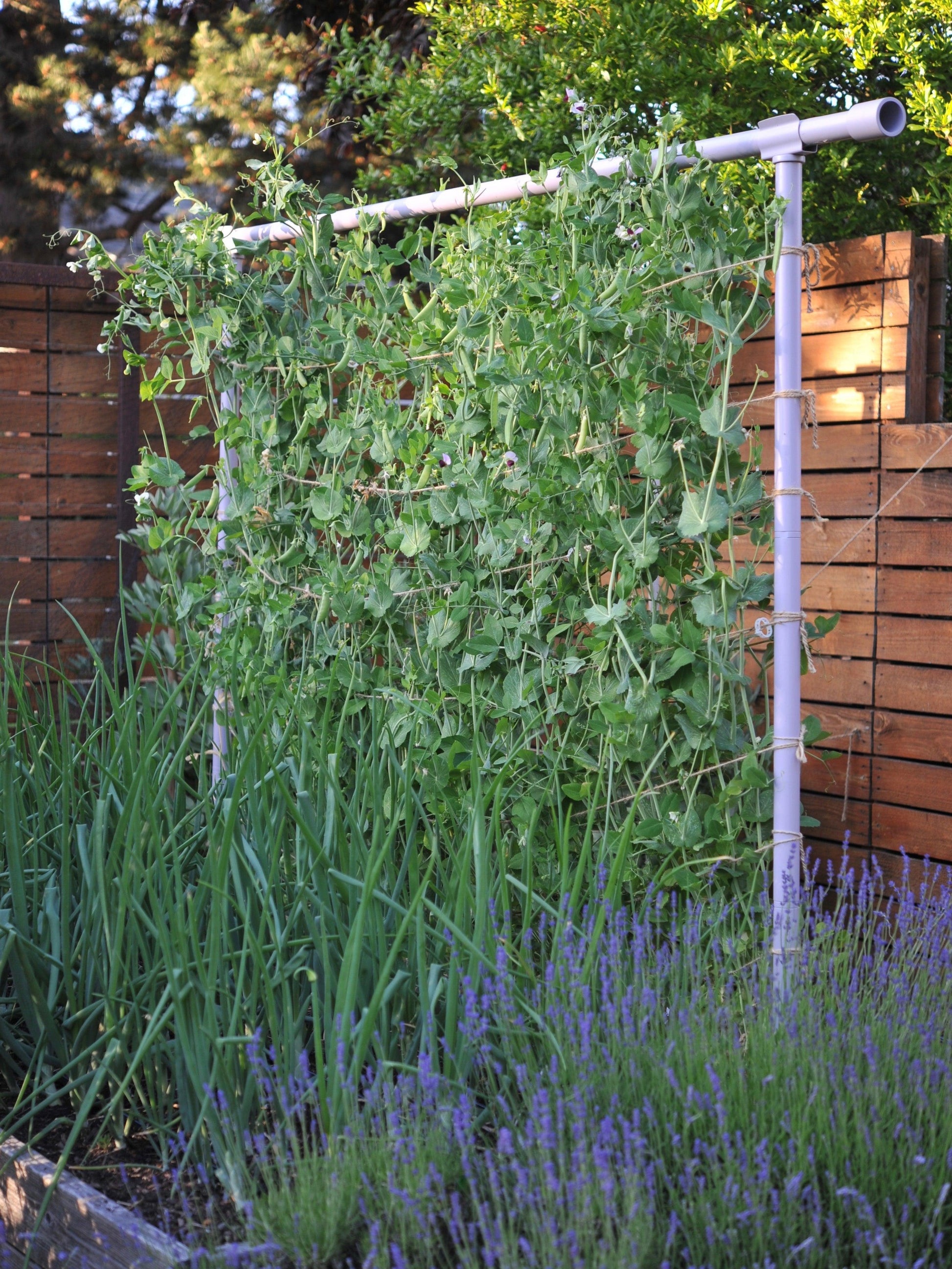 Freyr Trellis Seattle Urban Farm