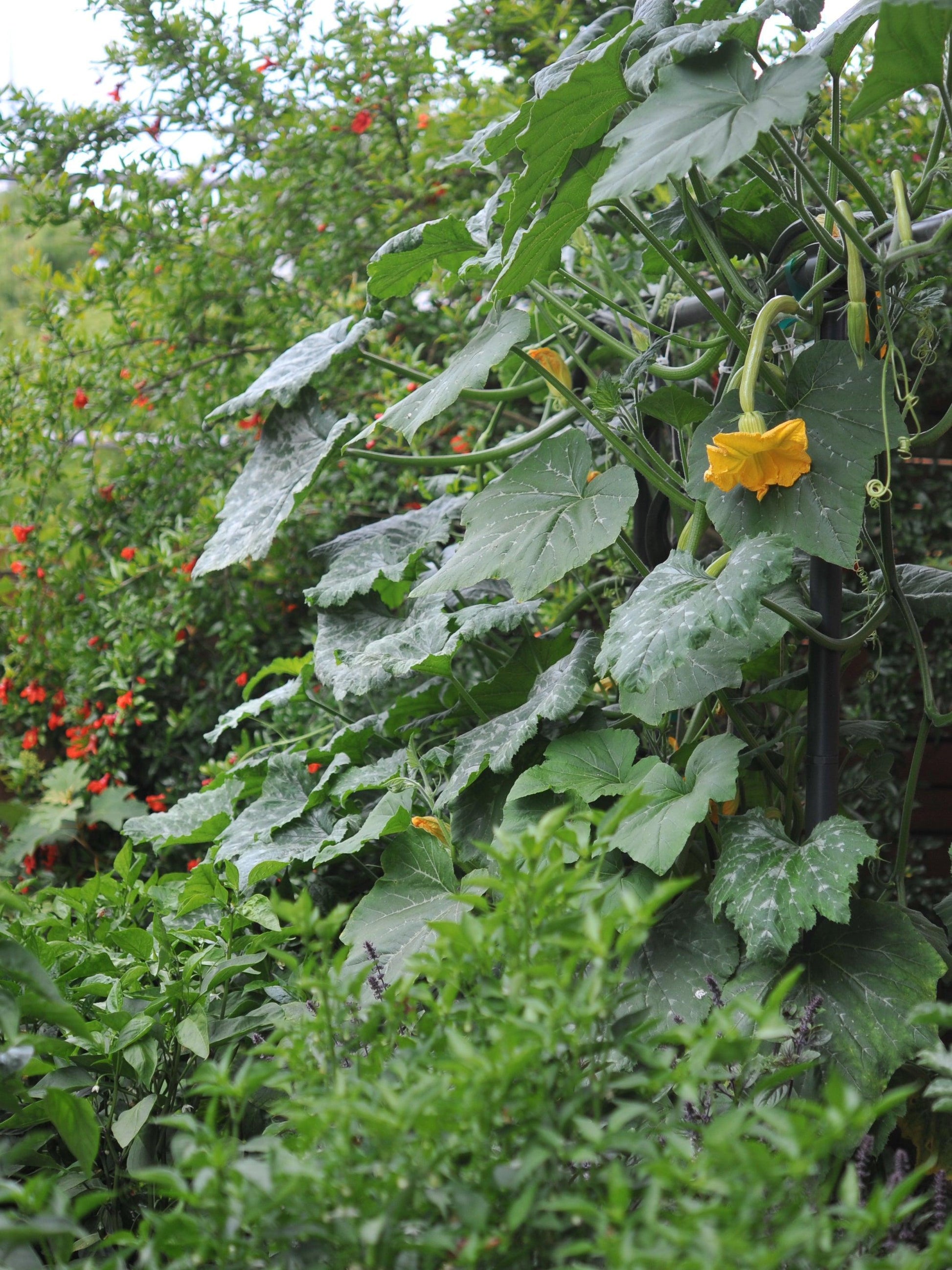 Freyr Trellis Seattle Urban Farm