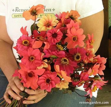 Blazing Saddles Dahlia Renee's Garden