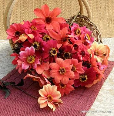 Blazing Saddles Dahlia Renee's Garden