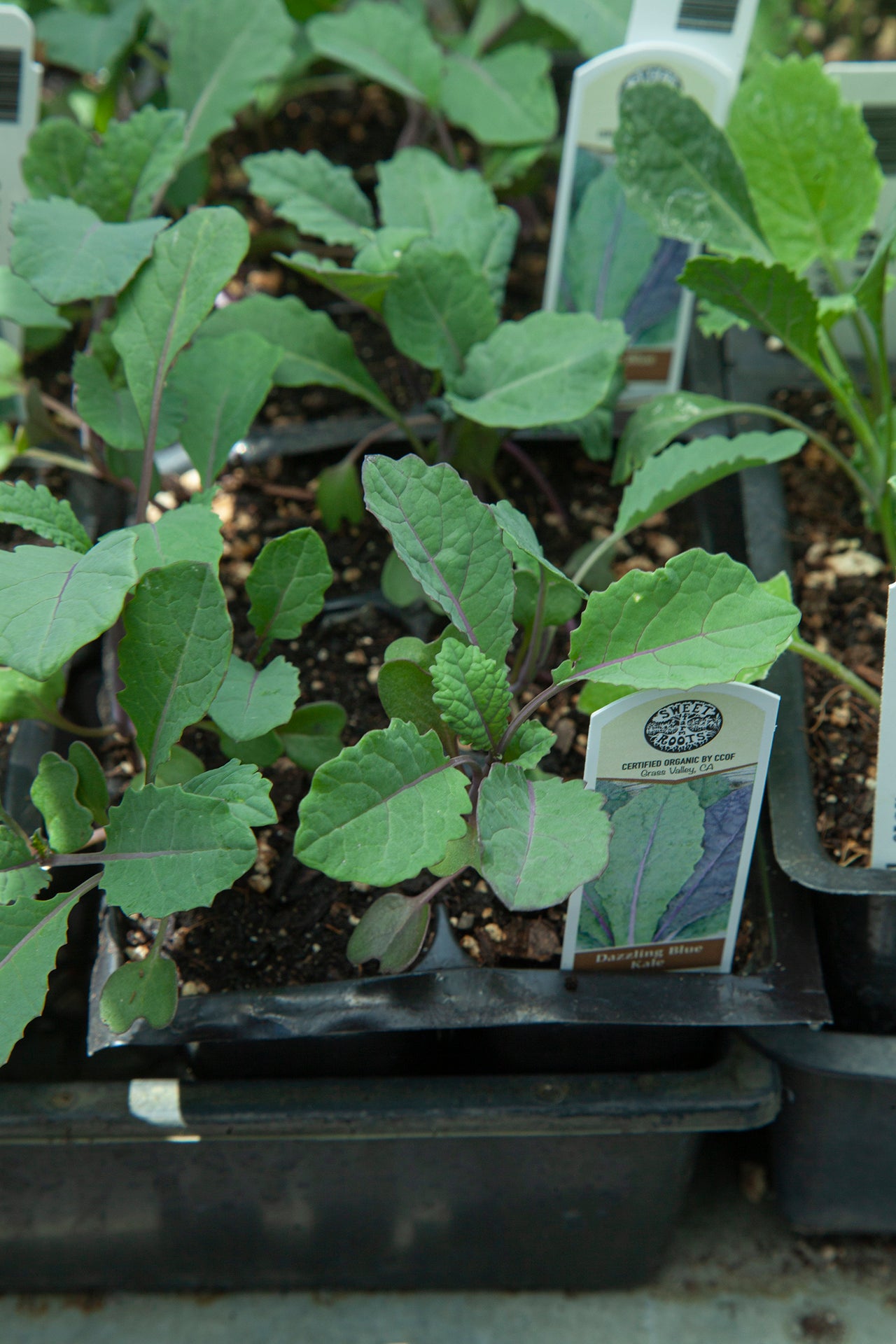 Organic Dazzling Blue Kale