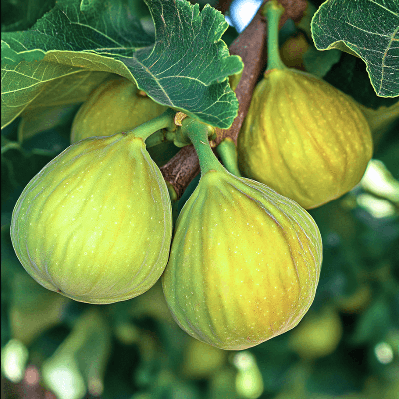 Desert King Fig Tree Grow Organic