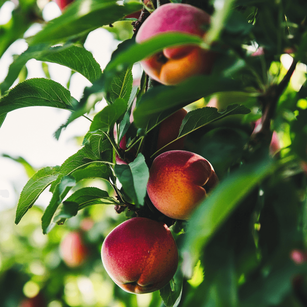 Double Delight Nectarine Tree Grow Organic