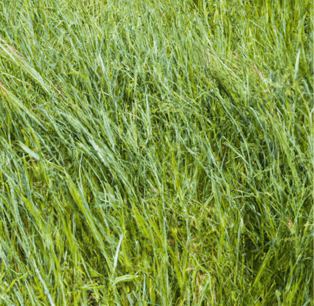 Peaceful Valley Dryland Grass Hay Mix (lb) PV Drop Ship