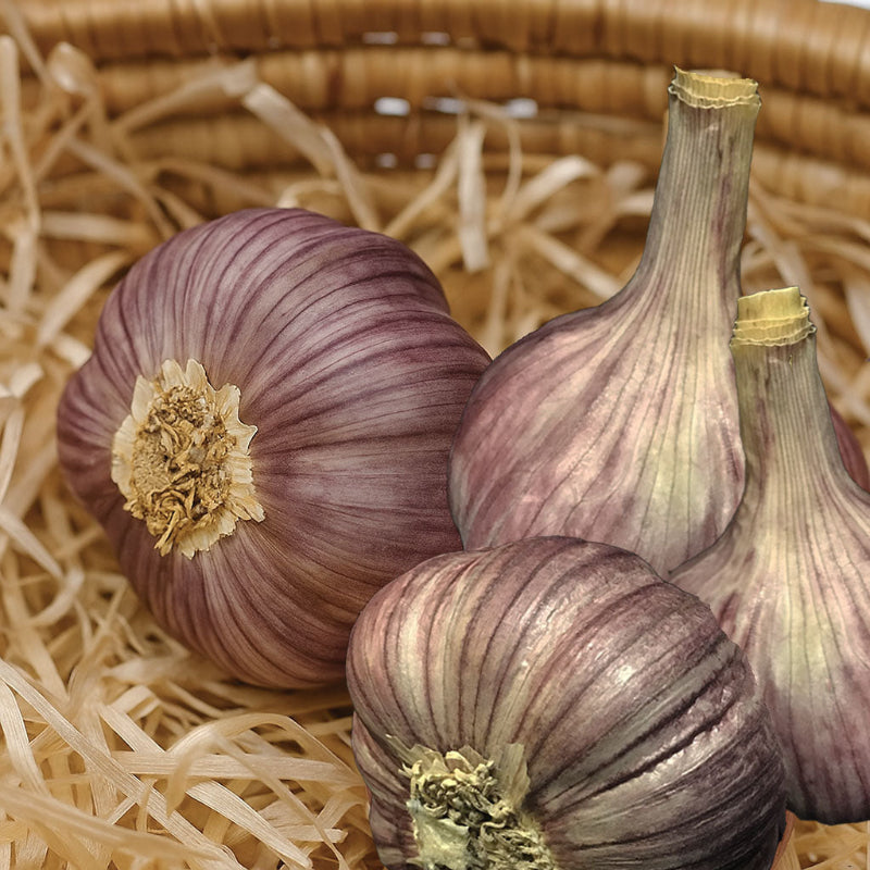 Organic Duganski Garlic Grow Organic