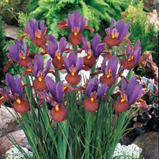 Dutch Iris Eye of The Tiger (12/pk) Netherland Bulb Company