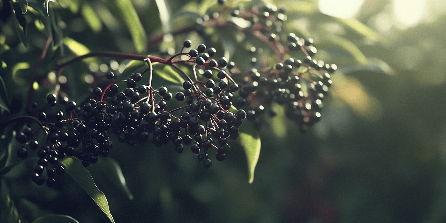Elderberry Duo (1 each Nova and York) Grow Organic