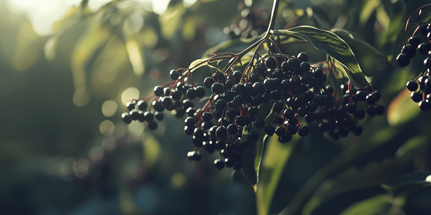 Elderberry Duo (1 each Nova and York) Grow Organic
