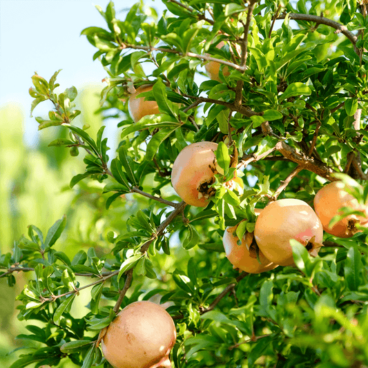 Eversweet Pomegranate Tree Grow Organic