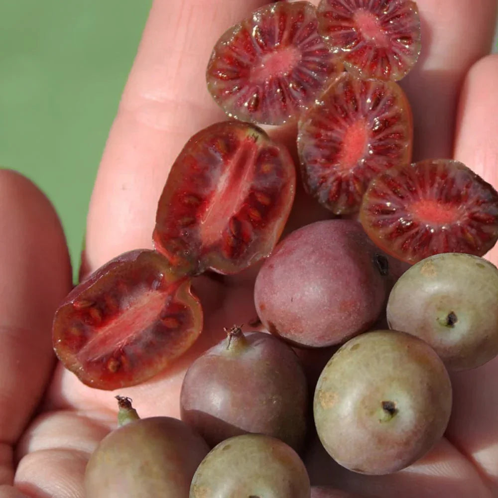 Kiwi-Hardy Ken's Red, Female Grow Organic